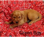 Puppy Green Boy Golden Retriever