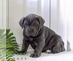 Small Cane Corso