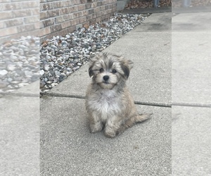 Morkie Puppy for sale in GRAND RAPIDS, MI, USA