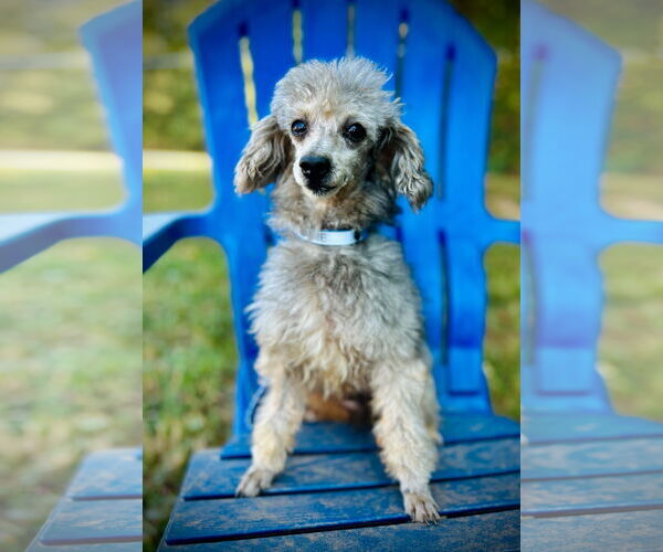 Medium Photo #2 Poodle (Toy) Puppy For Sale in Pacolet, SC, USA