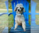 Small #1 Poodle (Toy)