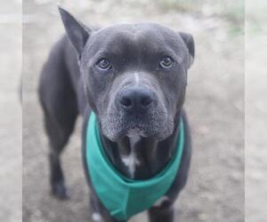 American Staffordshire Terrier-Unknown Mix Dogs for adoption in San Antonio, TX, USA