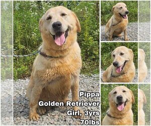Golden Retriever Dogs for adoption in Seattle, WA, USA