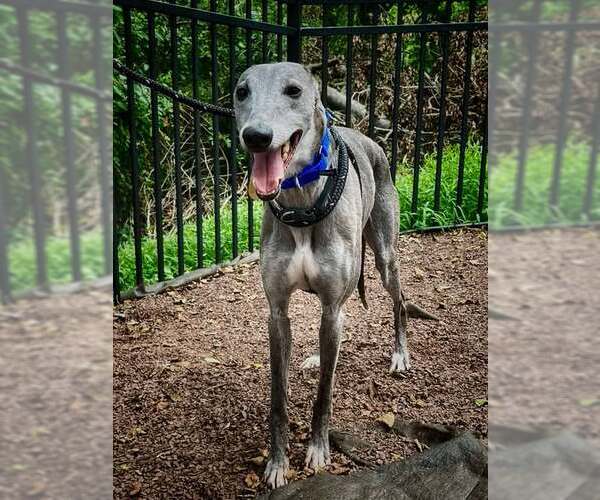 Medium Photo #1 Whippet Puppy For Sale in Cherry Hill, NJ, USA
