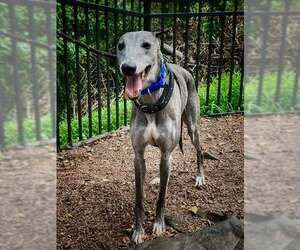Whippet Dogs for adoption in Cherry Hill, NJ, USA