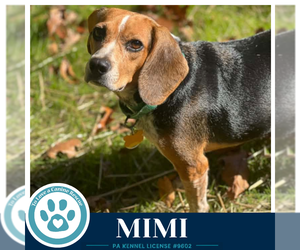 Mimi (Beagle Buddies) 102426 - Female Beagle Dog for Adoption - Photo #2
