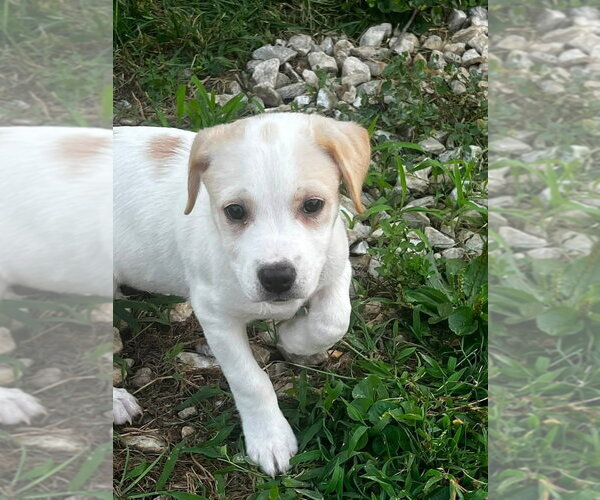 Medium Photo #2 Jack Russell Terrier-Unknown Mix Puppy For Sale in Aurora, IN, USA