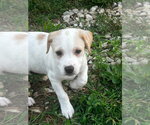 Small #1 Jack Russell Terrier Mix