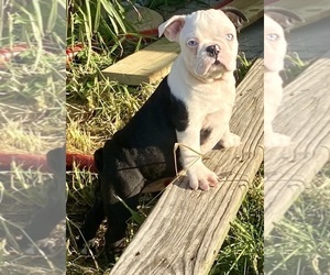 Boston Terrier Puppy for sale in MOUNT CARMEL, TN, USA