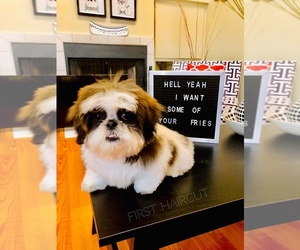 Shih Tzu Puppy for sale in BATON ROUGE, LA, USA