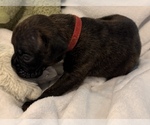 Small #3 Boxer