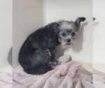 Small #1 Shih Tzu Mix