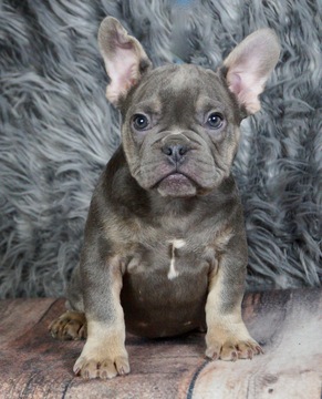 Medium Photo #7 French Bulldog Puppy For Sale in WARSAW, IN, USA