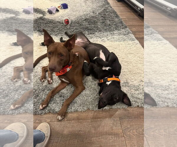 Medium Photo #18 Australian Kelpie-Unknown Mix Puppy For Sale in Westminster, MD, USA