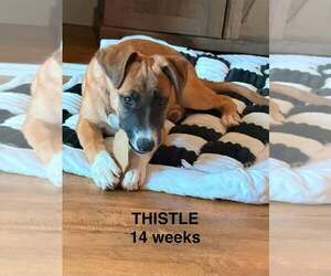 Flower Patch Litter Thistle - Located in TX - Female German Shepherd Dog-Unknown Mix Dog for Adoption - Photo #12