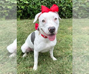 Poppy - Female American Pit Bull Terrier-Unknown Mix Dog for Adoption - Photo #6