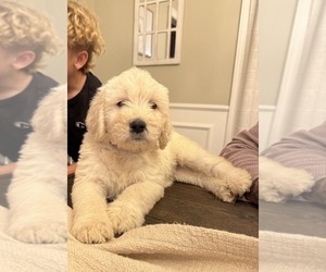 Labradoodle Puppy for sale in ADGER, AL, USA