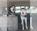Small Photo #2 Siberian Husky Puppy For Sale in Severn, MD, USA