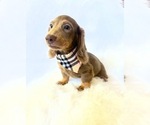 Small #8 Dachshund