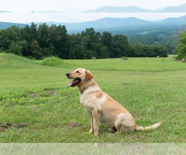 Medium Photo #1 Labrador Retriever Puppy For Sale in AMHERST, VA, USA