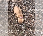 Small Photo #4 Rhodesian Ridgeback Puppy For Sale in PLAINFIELD, CT, USA