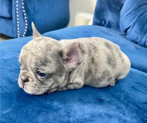 French Bulldog Puppy for sale in CHARLOTTE, NC, USA