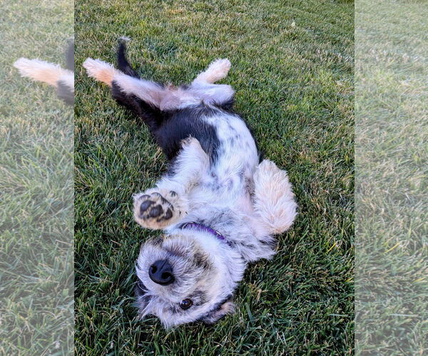 Medium Photo #14 Mutt Puppy For Sale in Sandy, UT, USA