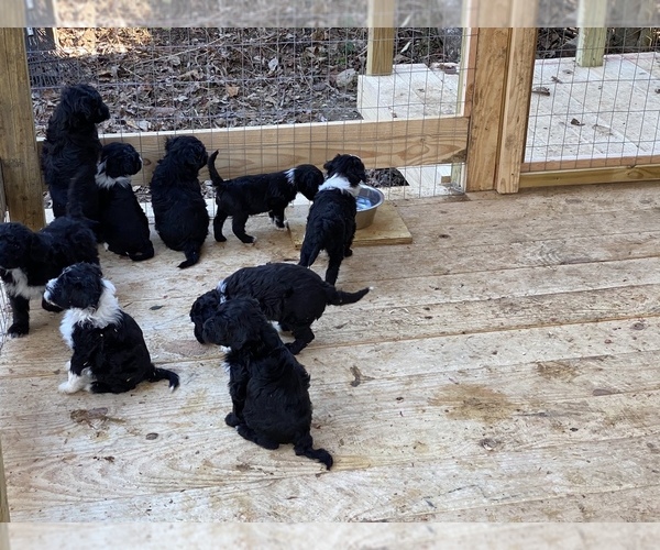 Medium Photo #4 Portuguese Water Dog Puppy For Sale in FLORENCE, AL, USA