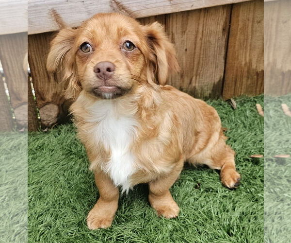 Medium Photo #2 Shiranian Puppy For Sale in Oakhurst, NJ, USA