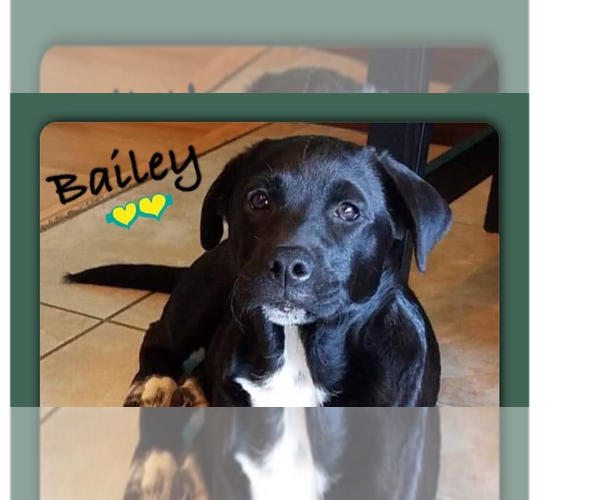 Medium Photo #2 Mutt Puppy For Sale in New York, NY, USA