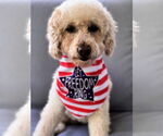 Small #3 Poodle (Miniature)