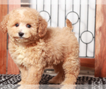 Small #1 Poochon