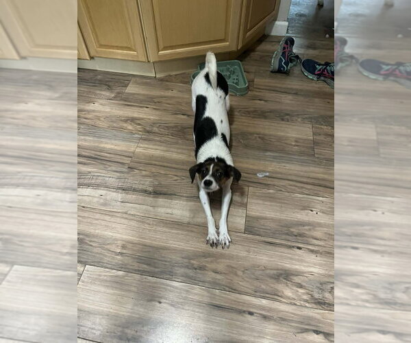 Medium Photo #4 Jack-A-Bee Puppy For Sale in Springdale, PA, USA