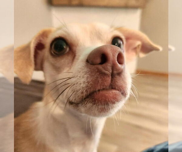 Medium Photo #4 Chihuahua-Unknown Mix Puppy For Sale in Plymouth, MN, USA