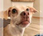 Small #3 Chihuahua Mix