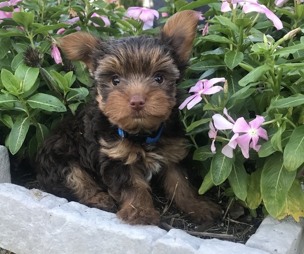 View Ad Biewer Yorkie Puppy for Sale near North Carolina, SPRING LAKE