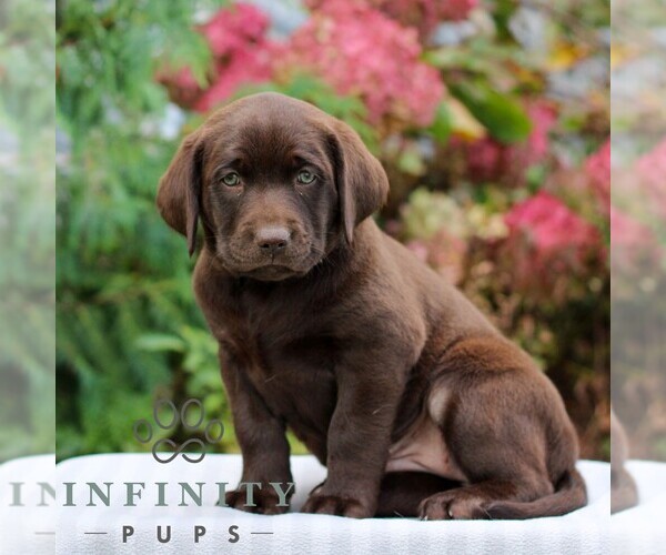Medium Photo #3 Labrador Retriever Puppy For Sale in RICHLAND, PA, USA