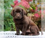Small #2 Labrador Retriever