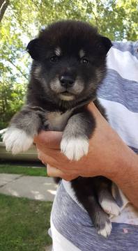 Medium Photo #1 Alaskan Malamute Puppy For Sale in SAINT JOSEPH, MO, USA