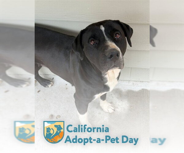 Medium Photo #3 Mutt Puppy For Sale in South Lake Tahoe, CA, USA