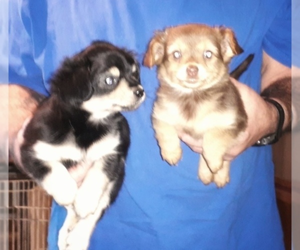 Medium Photo #2 Chorkie Puppy For Sale in SHIPMAN, VA, USA