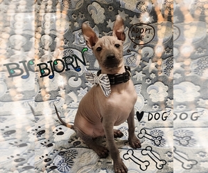 Xoloitzcuintli (Mexican Hairless) Puppy for sale in ATWATER, CA, USA