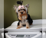 Small #4 Yorkshire Terrier