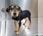 Small #10 Mutt