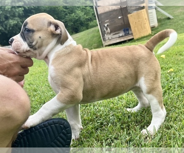Medium Photo #1 American Bulldog Puppy For Sale in MILLS RIVER, NC, USA