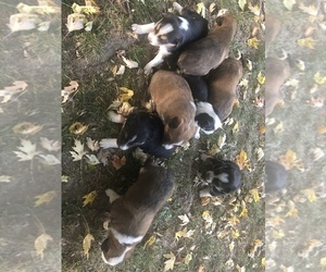 Texas Heeler Puppy for sale in BLACK RIVER FALLS, WI, USA