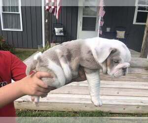 Bulldog Puppy for sale in OAK HILL, OH, USA