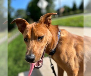 Medium Carolina Dog Mix
