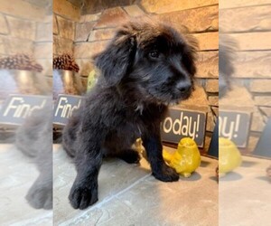 Aussiedoodle Miniature  Puppy for sale in VACAVILLE, CA, USA