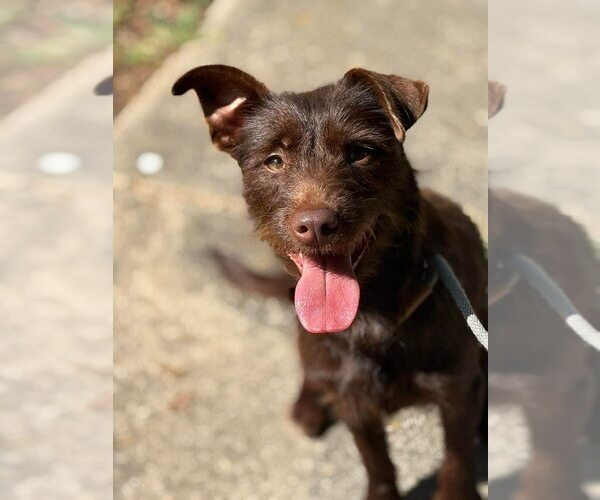 Medium Photo #4 Mutt Puppy For Sale in New York, NY, USA